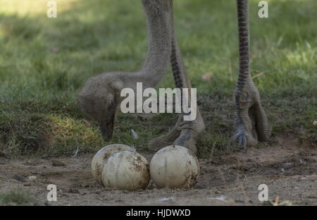 Gemeinsamen Strauß Struthio Camelus Weibchen tendenziell Eiern im Nest - größte Eiern aller extant Vögel. Afrika. Stockfoto