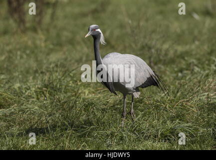 Demoiselle Kran Grus Virgo, im Grünland im Herbst. Stockfoto