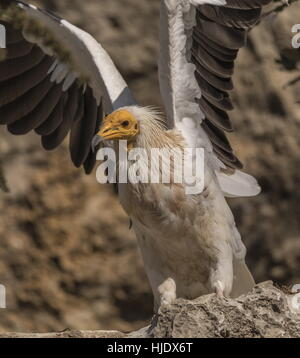 Ägyptischer Geier Neophron Percnopterus dehnen. Stockfoto