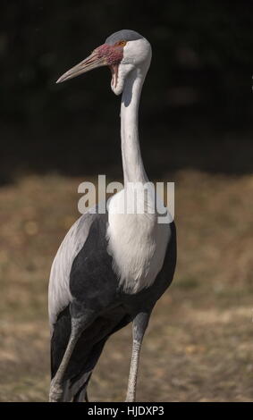 Wattled Kran Bugeranus carunculatus Stockfoto