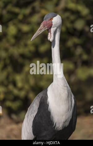 Wattled Kran Bugeranus carunculatus Stockfoto