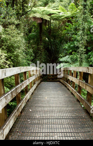 Wanderweg im Tropenwald Stockfoto