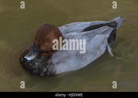 Männliche gemeinsame Tafelenten, Aythya 40-jähriger auf See; Herbst. Stockfoto