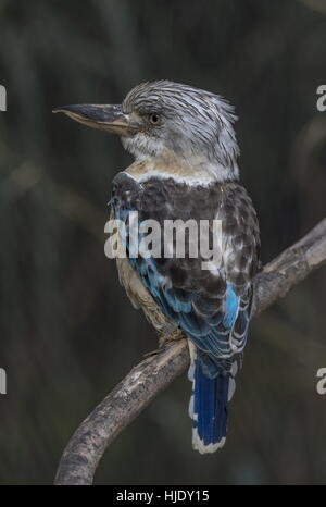 Männliche blau-winged Kookaburra, Dacelo Leachii thront auf Zweig. Stockfoto