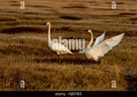 Tundra-Schwan-paar (Cygnus Columbianus Columbianus) an der arktischen Küste in der Nähe von Barrow, Alaska Stockfoto