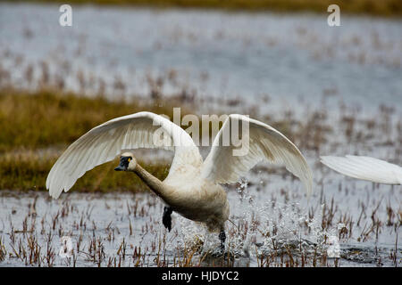 Tundra-Schwan (Cygnus Columbianus Columbianus) ausziehen aus einem Tundra-Teich an der arktischen Küste in der Nähe von Barrow, Alaska Stockfoto