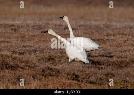 Tundra Schwäne bereit Flug auf der alaskischen Tundra in der Nähe von Barrow, Alaska zu nehmen Stockfoto