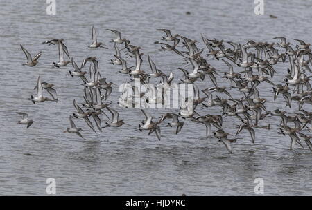 Herde von Uferschnepfen, Limosa Limosa über Wattenmeer. Stockfoto