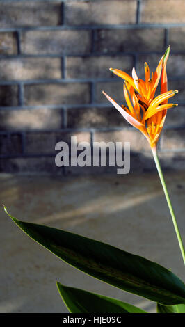 A eine orange Paradiesvogel Blume, Strelitzia Reginae, legen Sie vor dem Hintergrund der Ziegel. Stockfoto