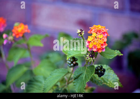 Mehrfarbige Wandelröschen (Lantana Camara) in der Nähe einer Mauer. Stockfoto