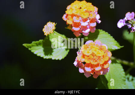 Mehrfarbige Wandelröschen (Lantana Camara) auf einem natürlichen schwarzen Hintergrund. Stockfoto