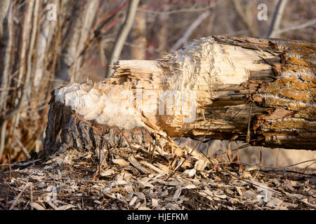 Eine Pappel gefällt durch ein amerikanischer Biber (Castor Canadensis), Missoula, Montana Stockfoto