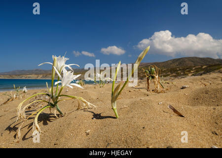 weiße Blume am Strand und blauem Himmel, Pancratium maritimum Stockfoto