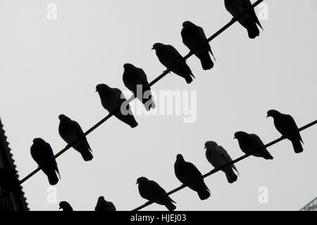 Vögel sitzen auf Draht Stockfoto
