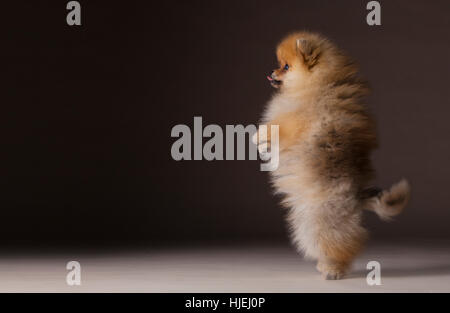 Pommerschen Freestyle im studio Stockfoto