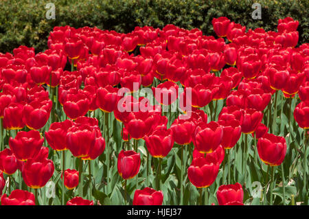 Red Tulips Stockfoto