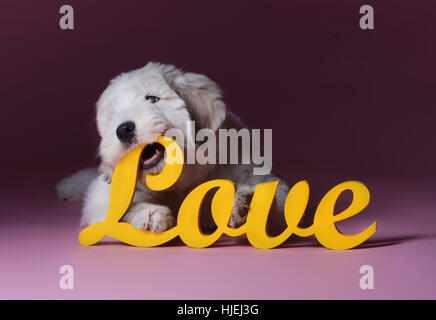 Russischer Schäferhund Welpen beißen Liebesbriefe im studio Stockfoto