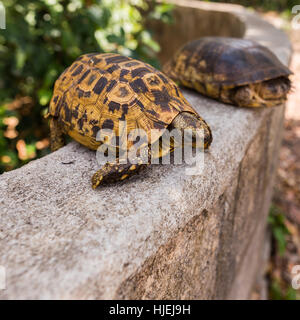 Leopard Schildkröte, gelbe Haut Farbe, Sansibar, Tansania, Afrika Stockfoto