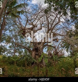 Groß und robust Leben Baobab-Baum mit vielen Ästen, grüne Palmen, blauer Himmel und weiße Wolken im Hintergrund die Insel Uzi, Sansibar, Tansania, Afrika Stockfoto