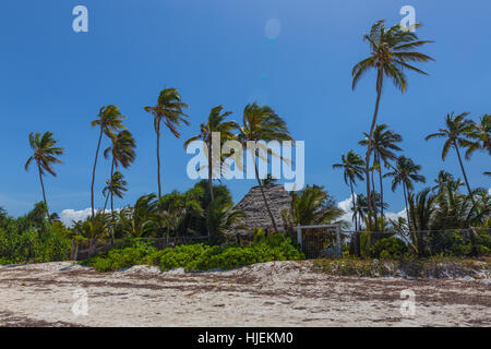 Verlassene und leere Beachresort mit grünen Palmen im Wind und blauer Himmel, keine Wolken, Oktober 2016 Matemwe, Zanzibar, Tansania, Afrika Stockfoto