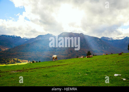 Herbst Idylle in den Alpen mit Kuh auf frischen grünen Bergwiesen grasen Stockfoto