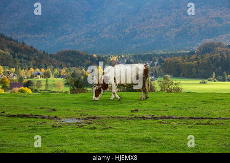 Herbst Idylle in den Alpen mit Kuh auf frischen grünen Bergwiesen grasen Stockfoto
