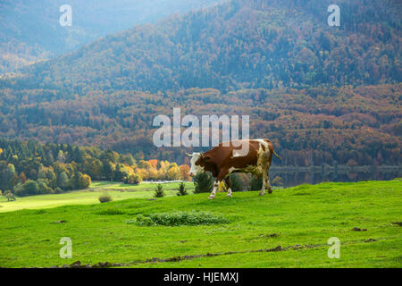 Herbst Idylle in den Alpen mit Kuh auf frischen grünen Bergwiesen grasen Stockfoto