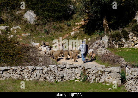 Schäfer, Führung der Herde von Schafen und Ziegen in Zentral-Portugal Stockfoto