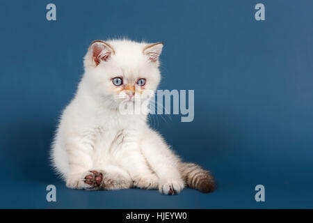 Britisch Kurzhaarkatze, Kätzchen, weiß Stockfoto
