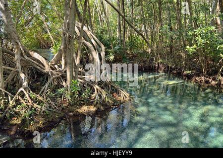 Süßwasser-Quelle in Mangrovenwald (Rhizophora), in der Nähe von Celestun, Yucatan, Mexiko Stockfoto