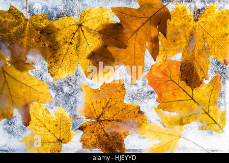 Herbstlaub, Ahorn (Acer), Blätter Eichenlaub (Quercus) eingefroren im Eis, Deutschland Stockfoto