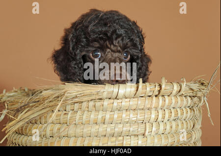 Miniatur Pudel, braun, Welpe, 10 Wochen, Männlich, sitzen im Weidenkorb Stockfoto