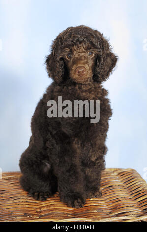 Miniatur Pudel, braun, Welpe, 10 Wochen, Männlich, sitzen auf Weidenkorb Stockfoto