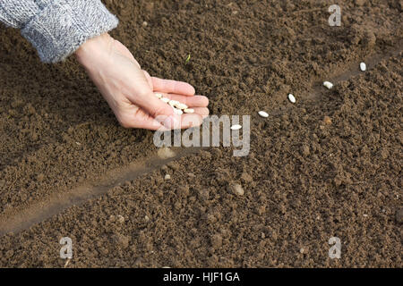 Hand, Hände, Frühling, Zeile, Bohnen, Sperma, Gärtner, Pullover, Bett, Gartenarbeit, Stockfoto