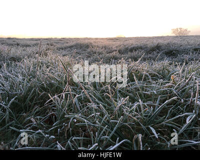 Am frühen Morgen, bedeckt niedrigen Winkel Blick über Frost Feld, Sunny Hill, Bruton, Somerset, England Stockfoto