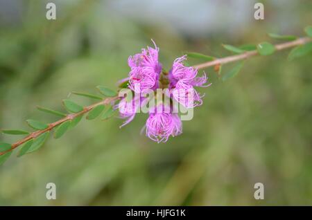 Wunderschöne pink rosa lila spinnenartigen Blume Stockfoto