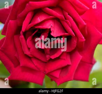 Tief rote rose in voller Blüte Stockfoto