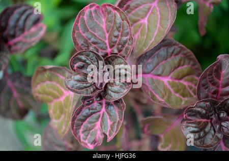 Iresine Diffusa lila rosa und grünen Blättern Stockfoto