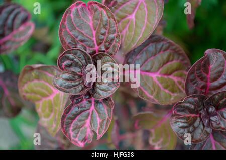 Iresine Diffusa lila rosa und grünen Blättern Stockfoto