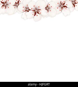 Blühende Sakura Blumen blühen isoliert Stock Vektor