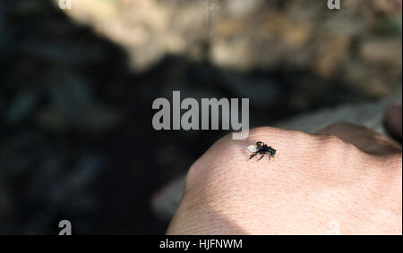 wilde Bienen sitzen auf einer hand Stockfoto