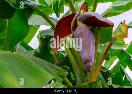 Banane-Blumen blühen und schöne rote Banane Blüte hängen Bananenbaum im Garten Stockfoto