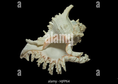 Wunderschöne Muschel Murex Ramosus oder verzweigte Murex auf schwarzem Hintergrund isoliert Stockfoto