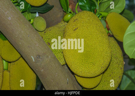 Jackfrucht wächst auf einem Baum in Thailand Stockfoto