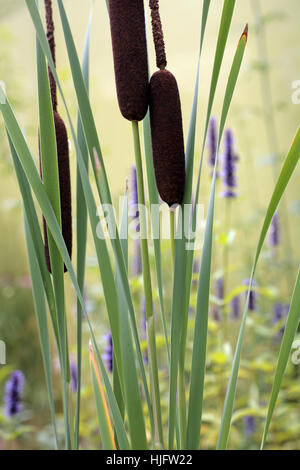 Bambus, Lavendel, Schilf, Spa, Mineralquelle, Heilquelle, Bank, Ufer  Stockfotografie - Alamy