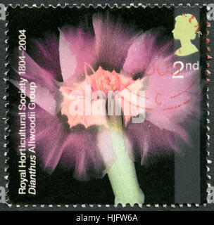 Großbritannien - ca. 2004: Eine gebrauchte Briefmarke aus dem Vereinigten Königreich, ein Bild einer Dianthus Blume, ca. 2004. Stockfoto