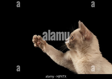 Platin birmanischen Kitty auf schwarzem Hintergrund isoliert Stockfoto
