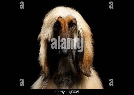 Kopfschuss der afghanische Windhund auf schwarz Stockfoto