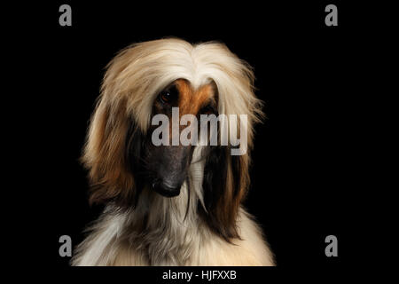 Kopfschuss der afghanische Windhund auf schwarz Stockfoto