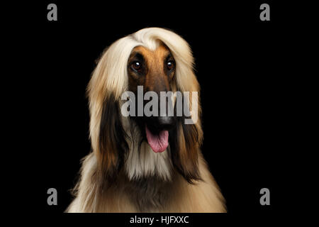 Kopfschuss der afghanische Windhund auf schwarz Stockfoto